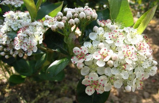 Chokeberry blossoms